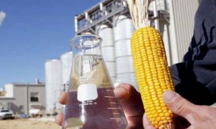 Mato Grosso produz etanol de milho